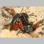 Sphecodes albilabris - Blutbiene 03a 12-13mm Paarung - Sandgrube Niedringhaussee.jpg